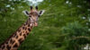 Luangwa Giraffe, Nsanga Conservation