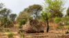 Africa, Human-Elephant conflict, Zambia, Nsanga