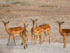 impalas (c) Martin N. Johansen Photography