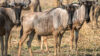 Wildebeest (c) Martin N. Johansen Photography