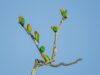 Lilian's lovebirds
