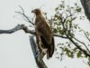 Palmnut vulture