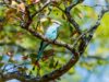 Racket-tailed roller