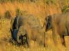 African elephants