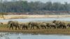 African elephants