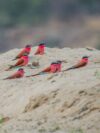 Carmine bee-eaters